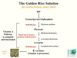 Campaign is a combination of direct action demonstrations and education. Embrace Of Golden Rice Globally Remains Frustratingly Slow American Council On Science And Health
