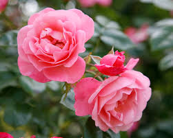 Hier findet ihr zahlreiche ideen trends tipps und tricks zum thema gartenpraxis. Strauchrose Mein Schoner Garten Mein Schoner Garten