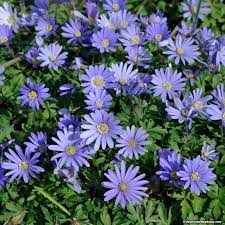 The Periwinkle Blue Blossoms Of Blue Shades Anemone Are The Perfect Backdrop For Pastel Colored Tulips And Lemon Yellow D Anemone Flower Anemone Bulb Flowers