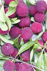 List of chinese fruit trees. What Is Yangmei Fruit Learn About Growing Chinese Bayberry Plants