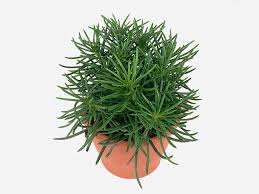 Image result for Senecio greenwayi