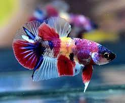 No 20 Hmpk Nemo Betta Fish Male Betta Fish Betta Fish