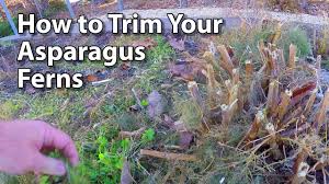 We did not find results for: How To Trim Asparagus Ferns The Asparagus Haircut Youtube