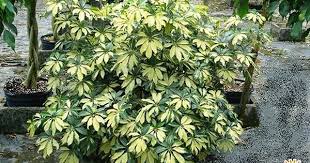 Arboricola Bush Trinette Plants Plant Installation Tropical Plants