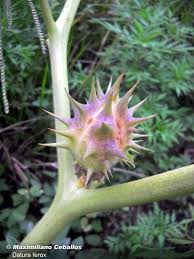 Image result for Datura ferox