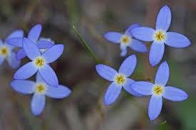 Image result for Hylebates