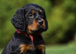 Früher hatte der gordon setter weiße abzeichen, die sich heute auf einen kleinen brustfleck beschränken. Gordon Setter Welpe Foto Bild Tiere Haustiere Hunde Bilder Auf Fotocommunity