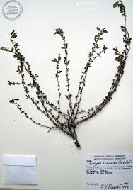 Image result for Acalypha welwitschiana