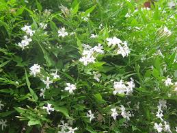 Image result for Jasminum bakeri