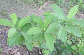 Image result for Vernonia amygdalina