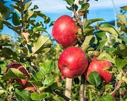 Maybe you would like to learn more about one of these? Apple Trees Buying Growing Guide Trees Com