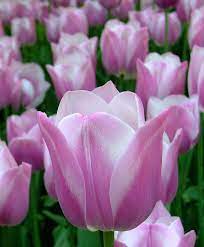 Tulip Dreaming Maid Triumph Tulips Tulips Flower Bulb Index Bulb Flowers Showy Flowers Tulips Flowers