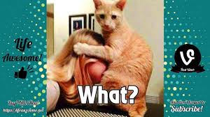 Try Not To Laugh Funny Cats Fails Compilation 2019 The Naughtiest Cat Ever Funny Cat Fails Cat Fails Funny Cats