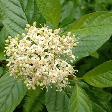 It has clusters of creamy white flowers at the ends of the branches in late spring. Red Osier Dogwood Flower Essence Flower Essences Flower Remedies Tree Frog Farm