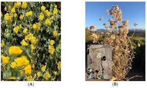 Image result for Helichrysum panduratum