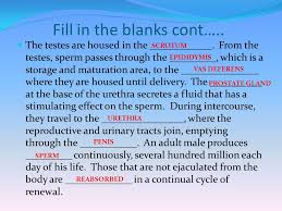 The Male Reproductive System Ppt Download