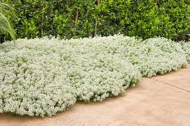 Image result for blossoms 10 yr old