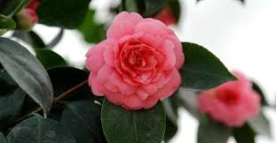 Middlemist Red Scientific Name Middlemist Camellia The Middlemist Red Is Often Considered To Be The Rarest Flower In The Wo Rare Flowers Flowers Horticulture