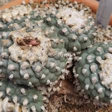 Image result for Loxodera caespitosa