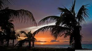 Creative illustrator and graphic designer with more than 10 years of experience. Beach 1920x1080 Palm Tree Beach Beach Scene Hd Wallpaper Wallpaperbetter