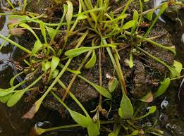 Image result for Limosella capensis