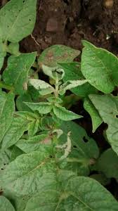 Curling leaves on a pepper plant. Black Spots Curling Leaves On Potatoes Help Identify Problem Gardening Landscaping Stack Exchange