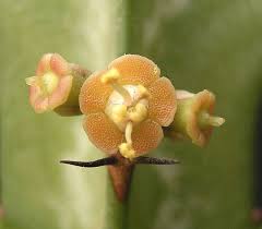 Image result for Euphorbia baylissii