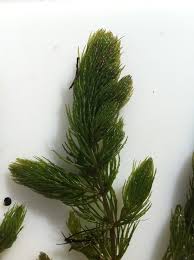 Image result for Ceratophyllaceae