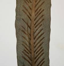 Image result for Asplenium holstii