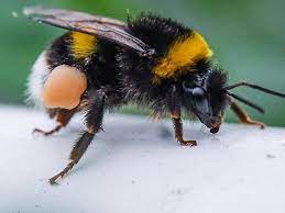 Топик на немецком языке с переводом: Hummeln Pelzig Klug Und Fleissiger Als Bienen Berlin De