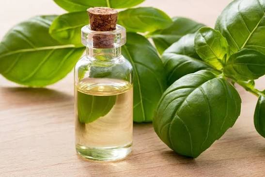 10 Benefits and Uses of Basil Oil | Nikura