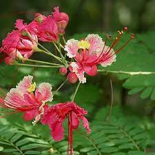 As long as they have plentiful water, they do not require much care. The Best Flowering Trees For South Florida