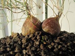 Image result for Schizobasis intricata