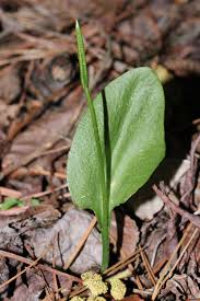 Image result for Ophioglossum vulgatum