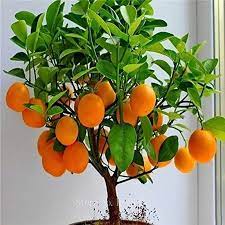 Bonsai Orange Tree Seeds 20 Seeds Grow A Delicious Fruit Etsy In 2021 Tree Seeds Dwarf Fruit Trees Bonsai Apple Tree