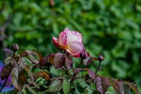 صور لـ غصن الورد زهري حديقة ورود الوردة حديقة الورود