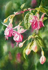 Pink Fuchsias By Sharon Freeman Watercolor Flowers Paintings Flower Painting Floral Painting