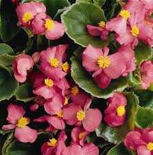 Image result for begonia semperflorens