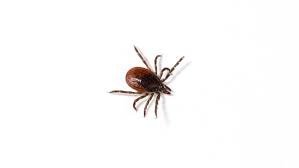 How To Control Ticks Yates