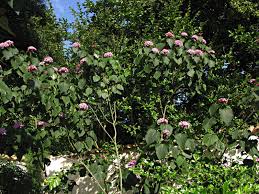 Image result for Clerodendrum