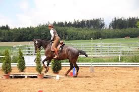 Das vielseitigkeitsreiten (ehemals military genannt) und international meist als cc (französisch für häufig werden mehrere hindernisse (beispielsweise ein baumstamm und ein wassergraben). Working Equitation Trail Hindernisse Die Brucke Picadera Blog