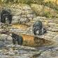 Brushes with Nature featuring Gamini Ratnavira event image