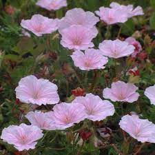 Geranium Pratense Marschmallow 60 Pf 06 07 08 09 Tuin Ideeen Tuin