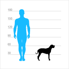 Image result for malý modrý gaskoňský honič