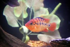 african cichlid aggression how to reduce aggression