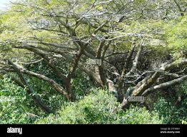 Image result for Albizia adianthifolia