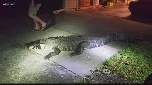 Entdecken sie angebote und rabatte in dieser saison. Gator Break In Giant Alligator Finds Itself In Woman S Kitchen Wtsp Com