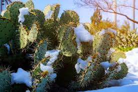 Planting a prickly pear seed gives 170 experience and requires a prickly pear seed to be planted/dipped into a cactus patch using a seed dibber. 448 Cactus Frozen Photos Free Royalty Free Stock Photos From Dreamstime