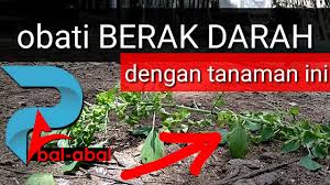 Ada yang mengalami berak berdarah namun takut atau malu untuk berjumpa doktor. Daun Bay Sifat Terapeutik Dan Kontraindikasi Petua Berguna