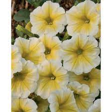 Proven Winners Supertunia Limoncello Petunia Live Plant Yellow Flowers 4 25 In Grande Supprw13967520 The Home Depot Petunia Plant Flower Seeds Annual Flowers